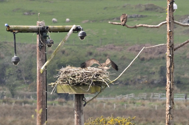 Cors Dyfi
