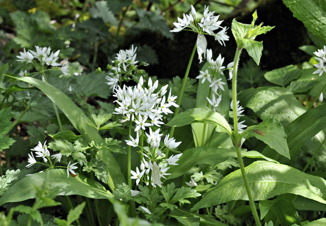 Wild garlic