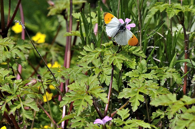 Orange tip
