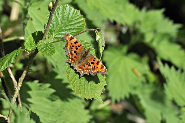 Comma
