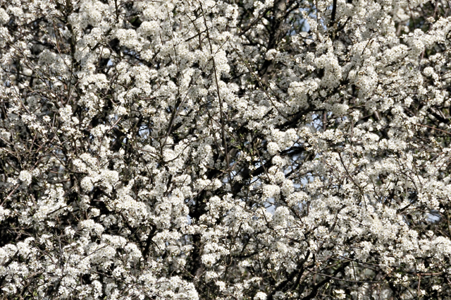 blackthorn blossom