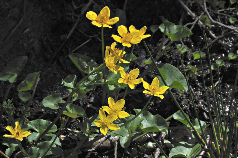 marsh marigold