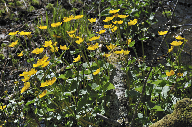 marsh marigold