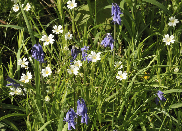 bluebells and stitchwort