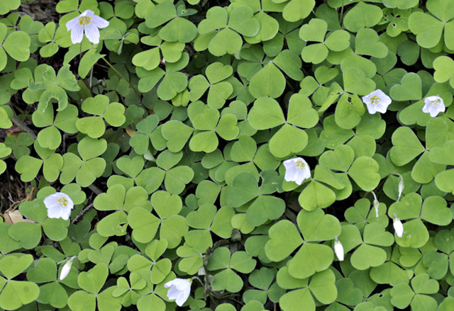 wood sorrel