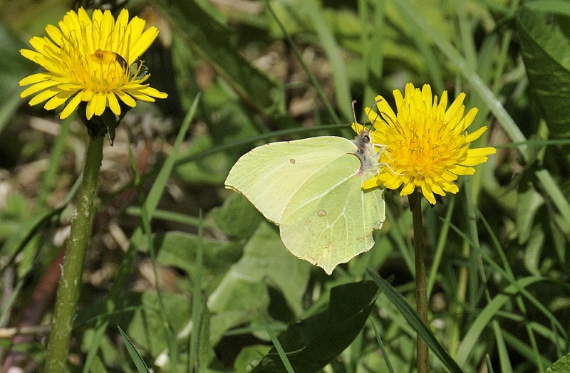 Brimstone on dandelion