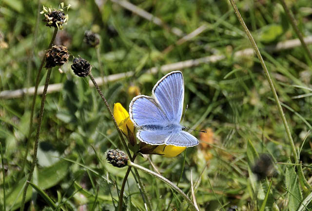 Common blue butterfly, Ynyslas