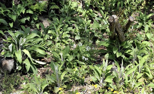 foxgloves, wild garlic etc