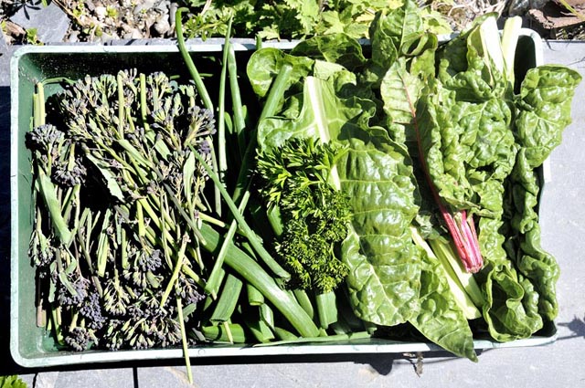 garden produce, may 2010