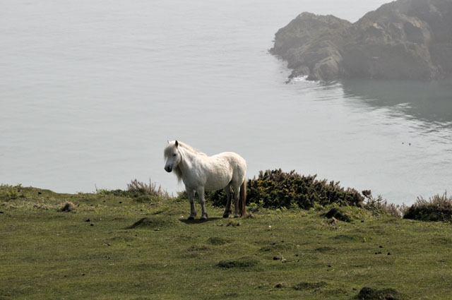 Mist
                                      on Llyn