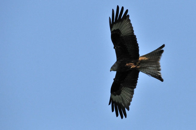 Kite