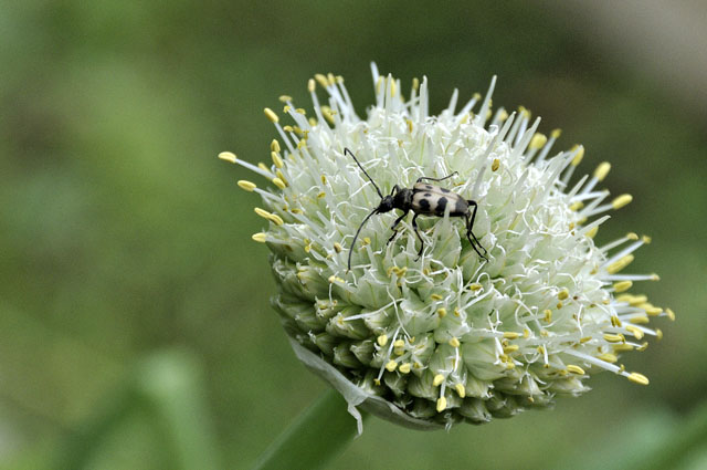 Longhorn beetle