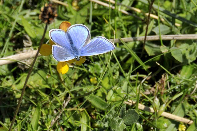 common blue butterfly at ynyslas