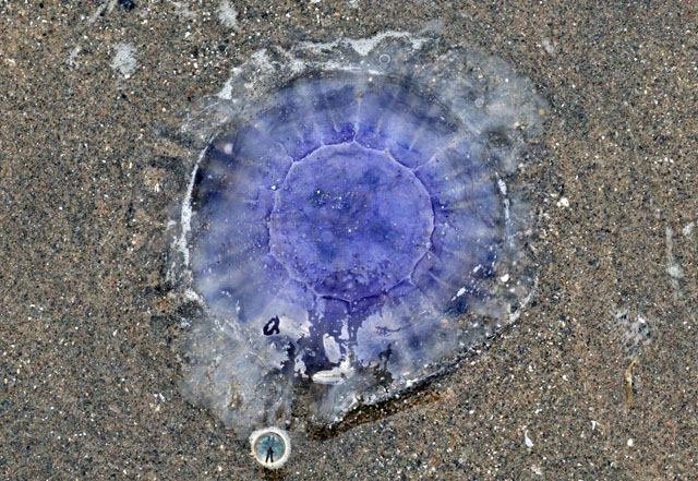 Blue Jellyfish, Borth