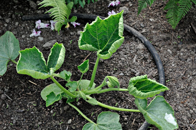 aminopyralid damage - courgette