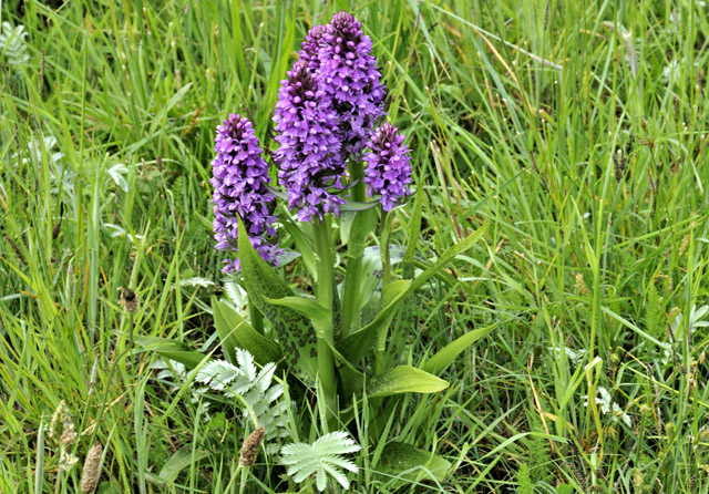 marsh orchids, Ynyslas