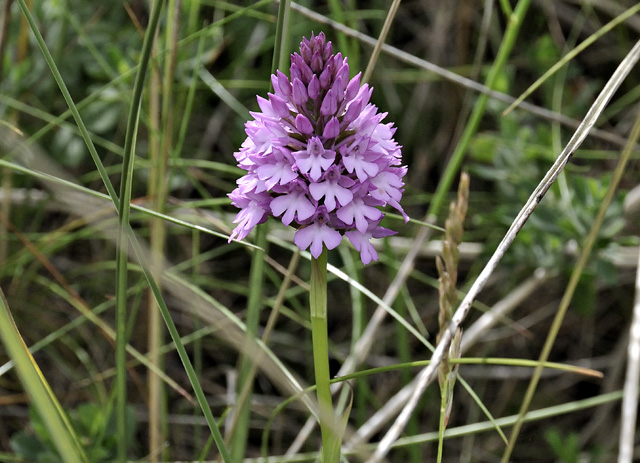 pyramidal orchid, Ynyslas