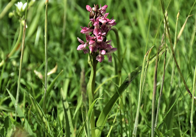 early marsh orchid, Ynyslas
