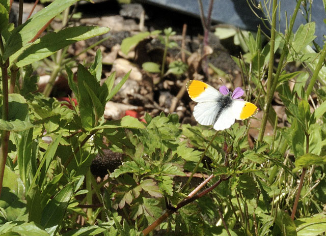 Orange Tip