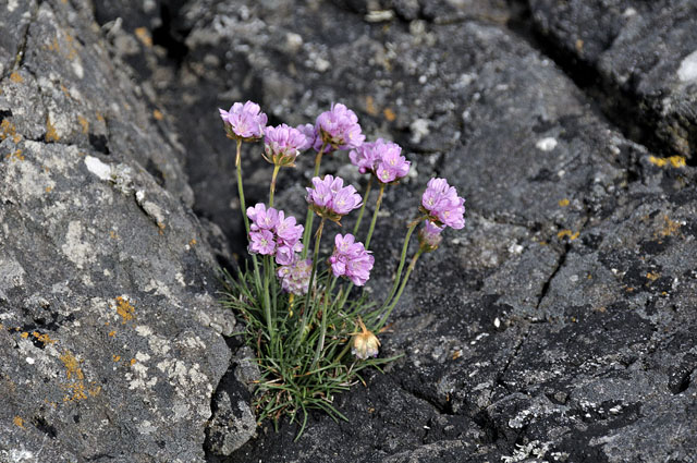 sea-thrift