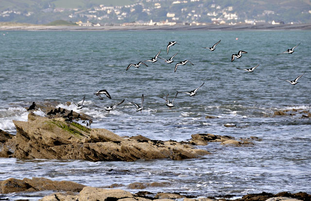 Oystercatchers at Borth