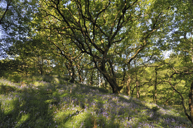 Llyfnant Valley