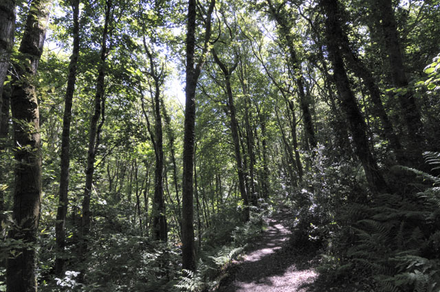Cwm Coed Clettwr