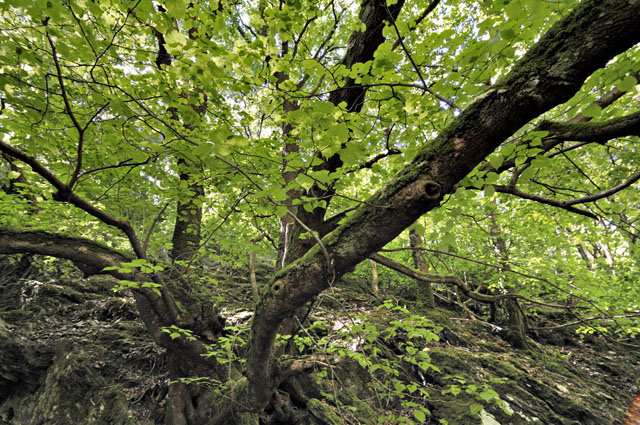 Small-leaved lime