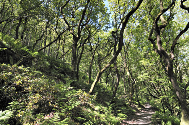 Scrub-oak