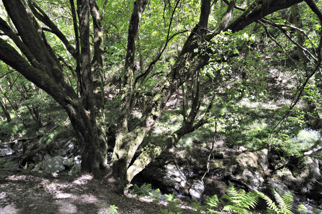 small-leaved lime