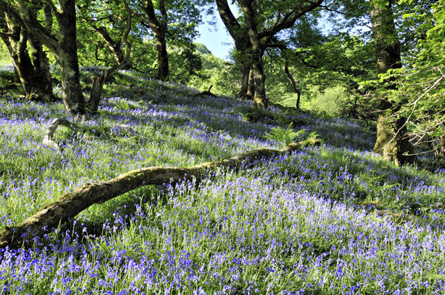 Bluebells, Llyfnant Valley