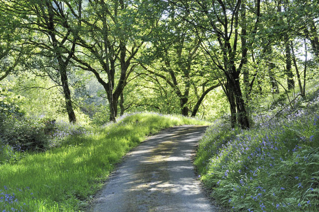 Llyfnant Valley