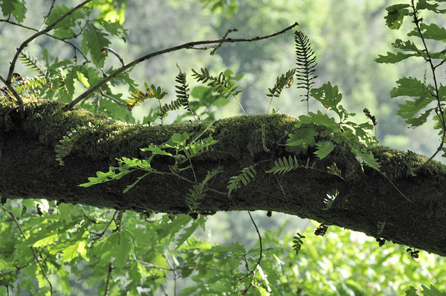 Polypody on oak
