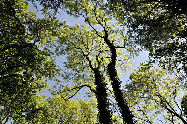 Ash canopy