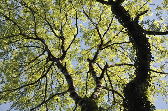 Wildwood canopy