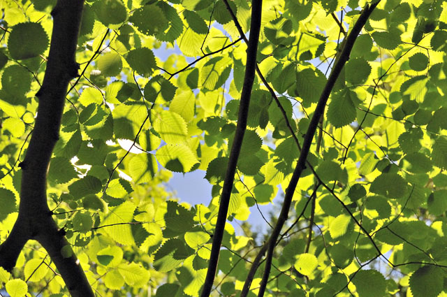 Wych elm