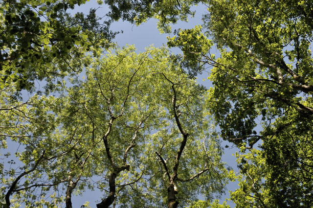 Wildwood canopy