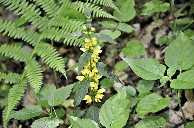 Yellow Archangel
