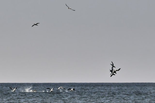 Gannets off Borth