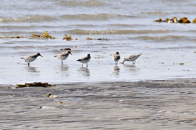 Dunlins at Borth