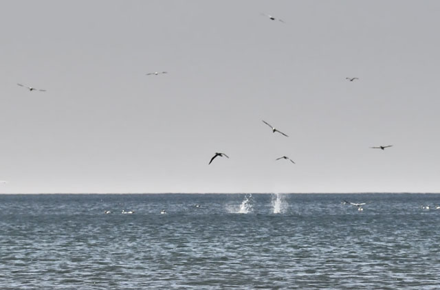 Gannets at Borth