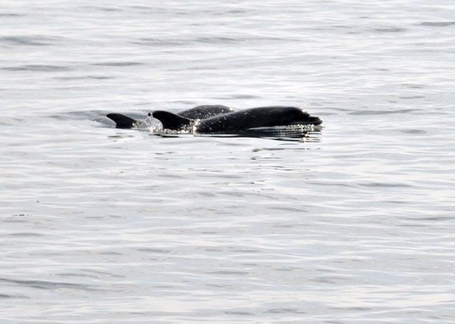 Dolphins, Aberdaron