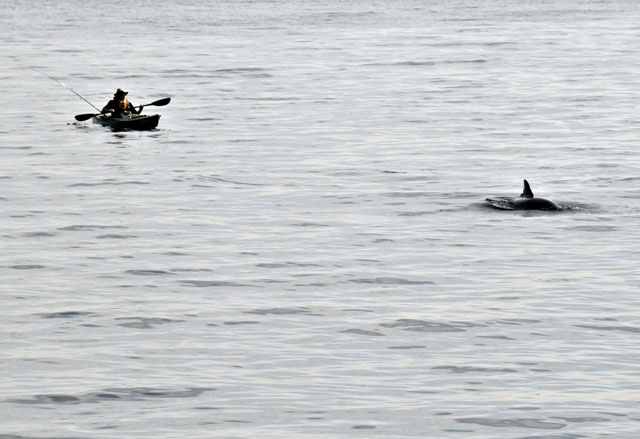 Dolphins, Aberdaron