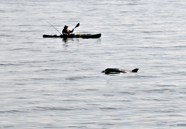 Dolphins, Aberdaron