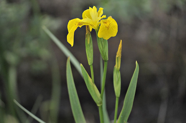 Yellow Flag Iris