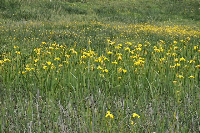 Yellow Flag Iris