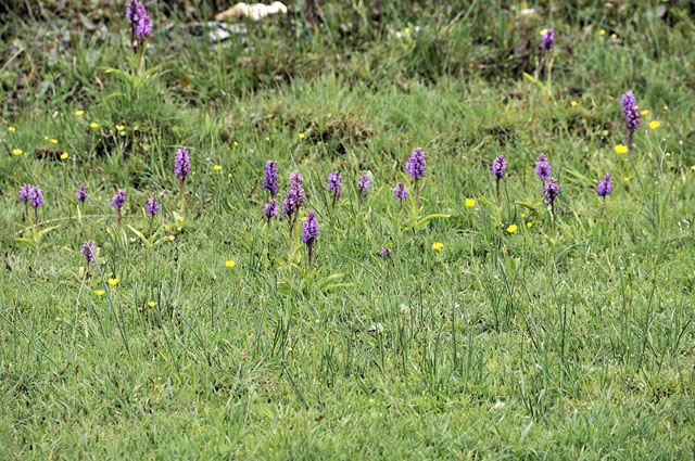 Marsh Orchids