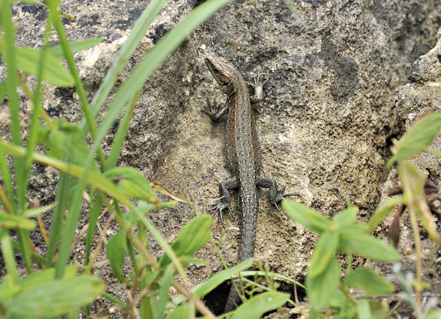 lizard, Chedworth