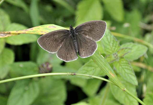 ringlet butterfly, Chedworth