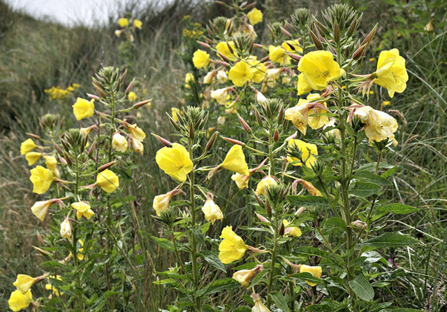 evening primrose, Ynyslas